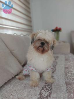 Shih Tzu Cinsi Oğluma Eş Arıyorum