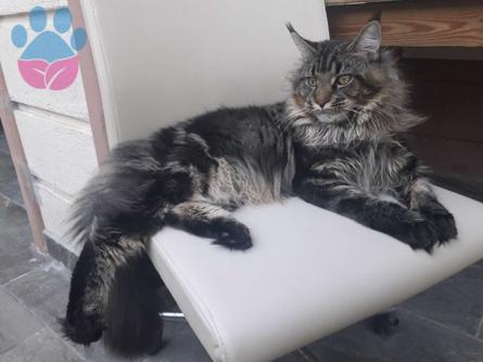 Maine Coon Cinsi Oğluma Eş Arıyoruz