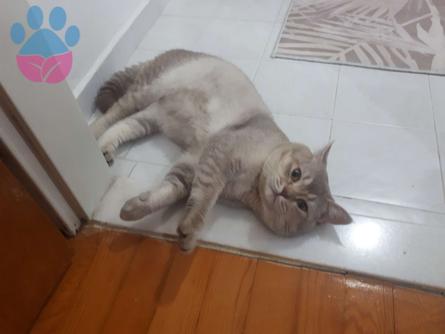 British Shorthair Yakışıklı Oğluma Eş Arıyorum