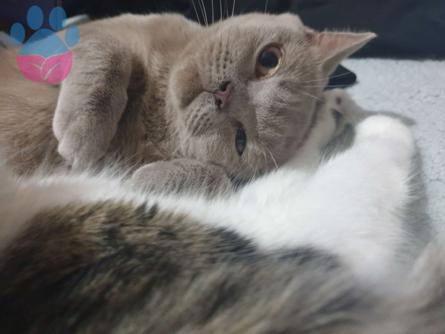 British Shorthair 1 Yaşındaki Kızımıza Eş Arıyoruz