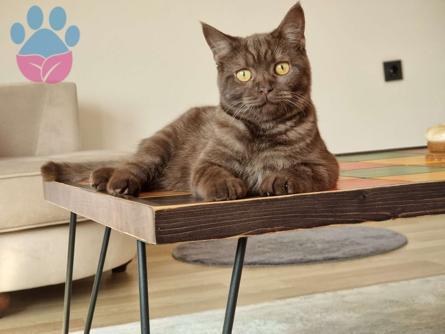 British Shorthair 10 Aylık Oğluma Eş Arıyorum