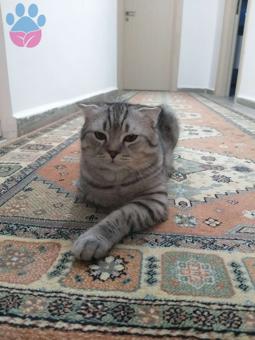 Scottish Fold Oğlumuza Eş Arıyoruz