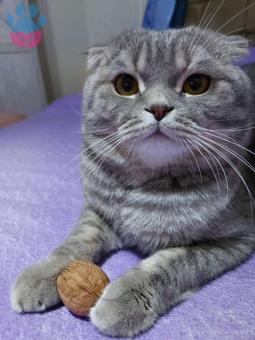 Scottish Fold Oğluma Eş Arıyoruz 14 Aylık