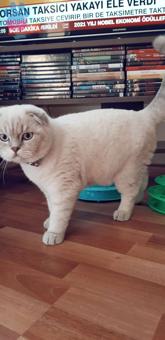 Scottish Fold Oğlum Henri İçin Eş Arıyorum