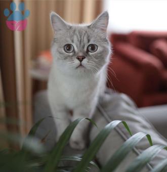 British Shorthair 2 Yaşındaki Kızımıza Eş Arıyoruz