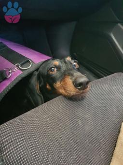 Dachshund Dişi Köpeğime Eş Arıyorum