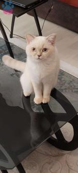 British Shorthair Kedimiz Simba&#8217;ya Eş Arıyoruz