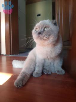 Scottish Fold Oğlumuza Gelin Arıyoruz 1 Yaşında