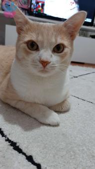 Cins Kedi Kırması Australian Mist Oğluma Acil Eş Aranıyor