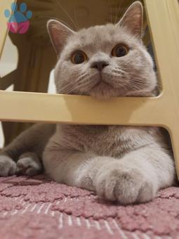 British Shorthair Oğlumuza Eş Arıyoruz