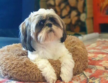 Shih Tzu 3 Yaşında Oğlumuza Eş Aranıyor