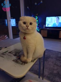 Scottish Fold Erkek Kedime Eş Aranıyor