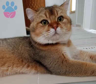 British Shorthair Tarçına Eş Aranıyor