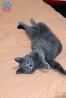 British Shorthair Oğlumuza Eş Arıyoruz