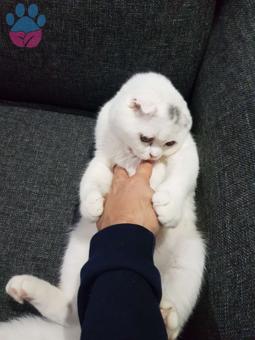 Scottish Fold Erkek Oğlumuza Dişi Arıyoruz