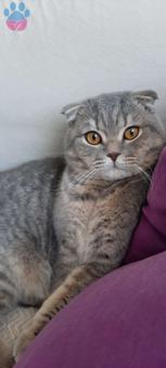 Scottish Fold 10 Aylık Oğlumuza Eş Arıyoruz