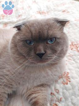 Scottish Fold Blue Point Oğlumuza Eş Aranıyor