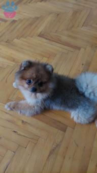 Pomeranian Boo Oğlumuz Kızgınlıkta