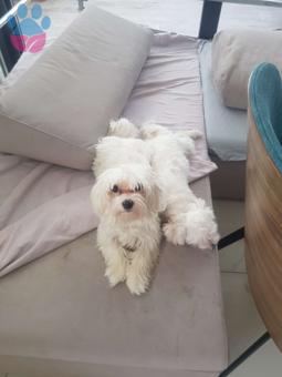 Maltese Terrier 1 Yaşında Kızıma Eş Arıyorum