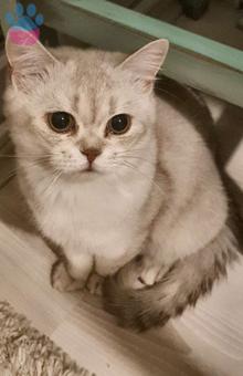 British Shorthair 8 Aylık Kedime Eş Arıyorum