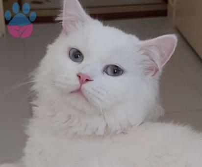 British Shorthair 1 Yaşındaki Kedime Eş Arıyorum