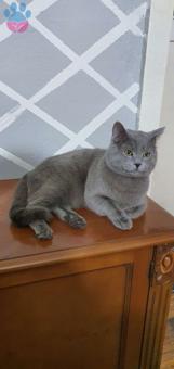 British Shorthair 1 Yaşında Kedim Kızgınlıkta