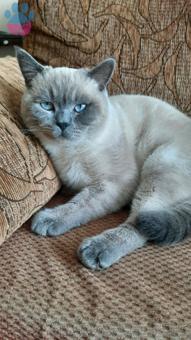 British Shorthair 9 Aylık Blue Point Kedime Eş Arıyorum