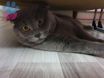 Scottish Fold Oğlumuza Eş Aranıyor