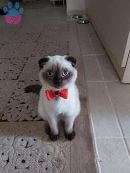 Scottish Fold Blue Point Oglum Mazluma Es Ariyorum