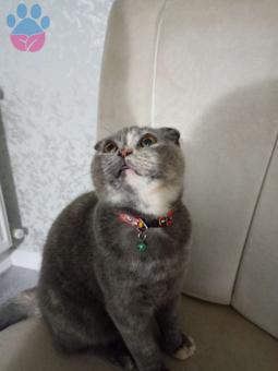 Scottish Fold 2 Yaşında Kedime Eş Arıyoruz