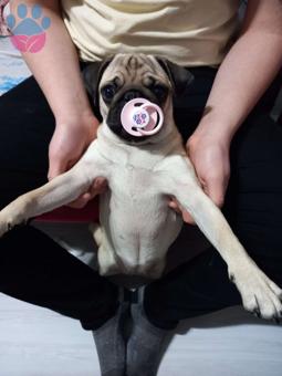 Pug 13 Aylık Kızıma Eş Arıyorum