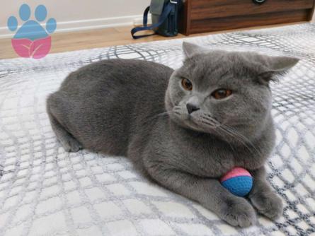 Erkek British Shorthair İçin Eş Arıyoruz