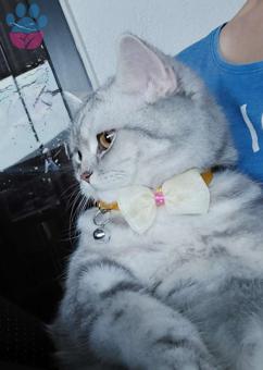 British Shorthair Kızımız Alice İçin Eş Arıyoruz