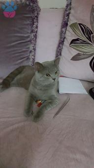 British Shorthair 10 Aylık Lilac Oğlumuza Acil Eş Arıyoruz