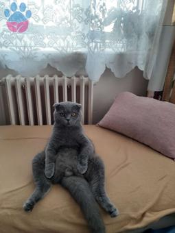 Scottish Fold 1.5 Yaşında Oğluma Eş Arıyorum