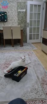 British Shorthair Beyaz Kedim İçin Eş Arıyorum