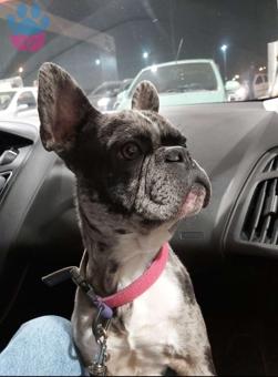 French Bulldog Oğlum Dişi Eş Arıyor