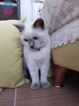 British Shorthair Blue Point Oğluma Eş Arıyorum