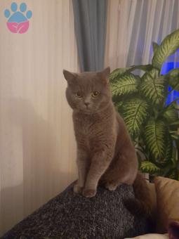 British Shorthair Oğlumuz 1,5 Yaşında Eş Arıyoruz