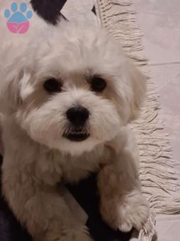 Maltese Terrier 1 Yaşındaki Oğluma Eş Arıyoruz Kızgınlıkta