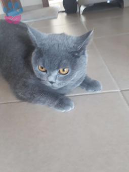 British Shorthair 10.5 Aylık Kızıma Eş Arıyorum