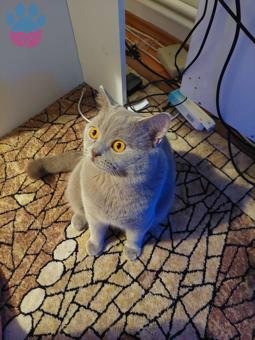 British Shorthair 11 Aylık Kedime Kızgınlıkta