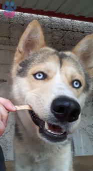 Husky Sibirya Kurduma Acil Eş Arıyoruz