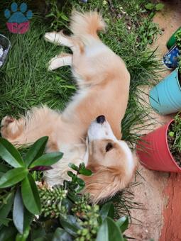 Golden Retriever 2 Yaşında Oğlumuza Eş Aranıyor