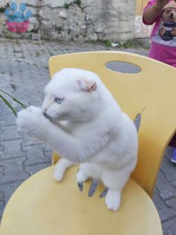 British Shorthair Oğluma Gelin Adayı Arıyorum