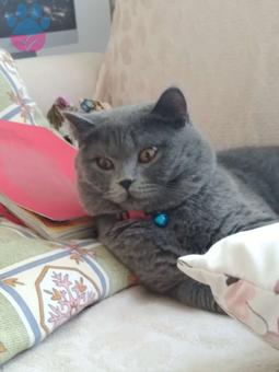 British Shorthair 1 Yaşındaki Oğlumuza Eş Arıyoruz