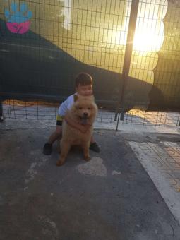 Chow Chow 14 Aylık Kızıma Eş Arıyorum