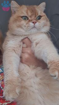 British Shorthair 2 Yaşında Oğluma Eş Aranıyor