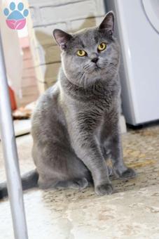 British Shorthair Oğlumuza Gelin Arıyoruz