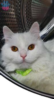 Ankara Kedisi 15 Aylık Kedime Eş Arıyorum